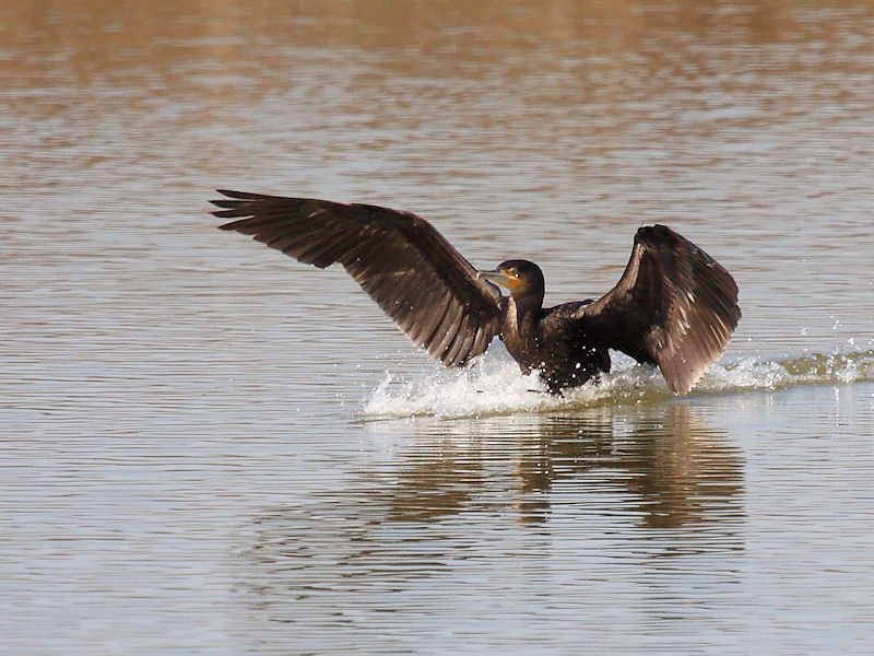 Cormorano